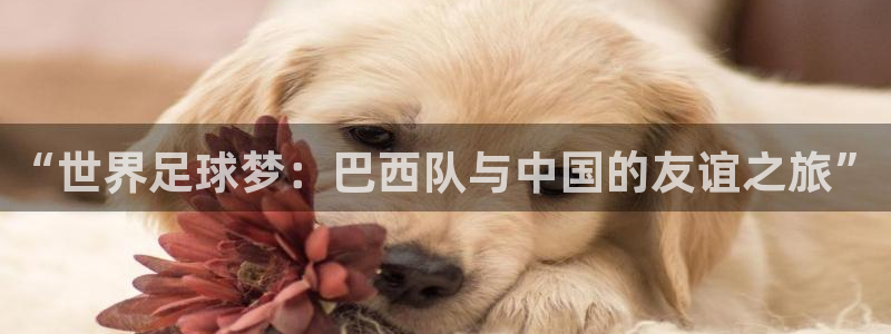 看世界杯：“世界足球梦：巴西队与中国的友谊之旅”